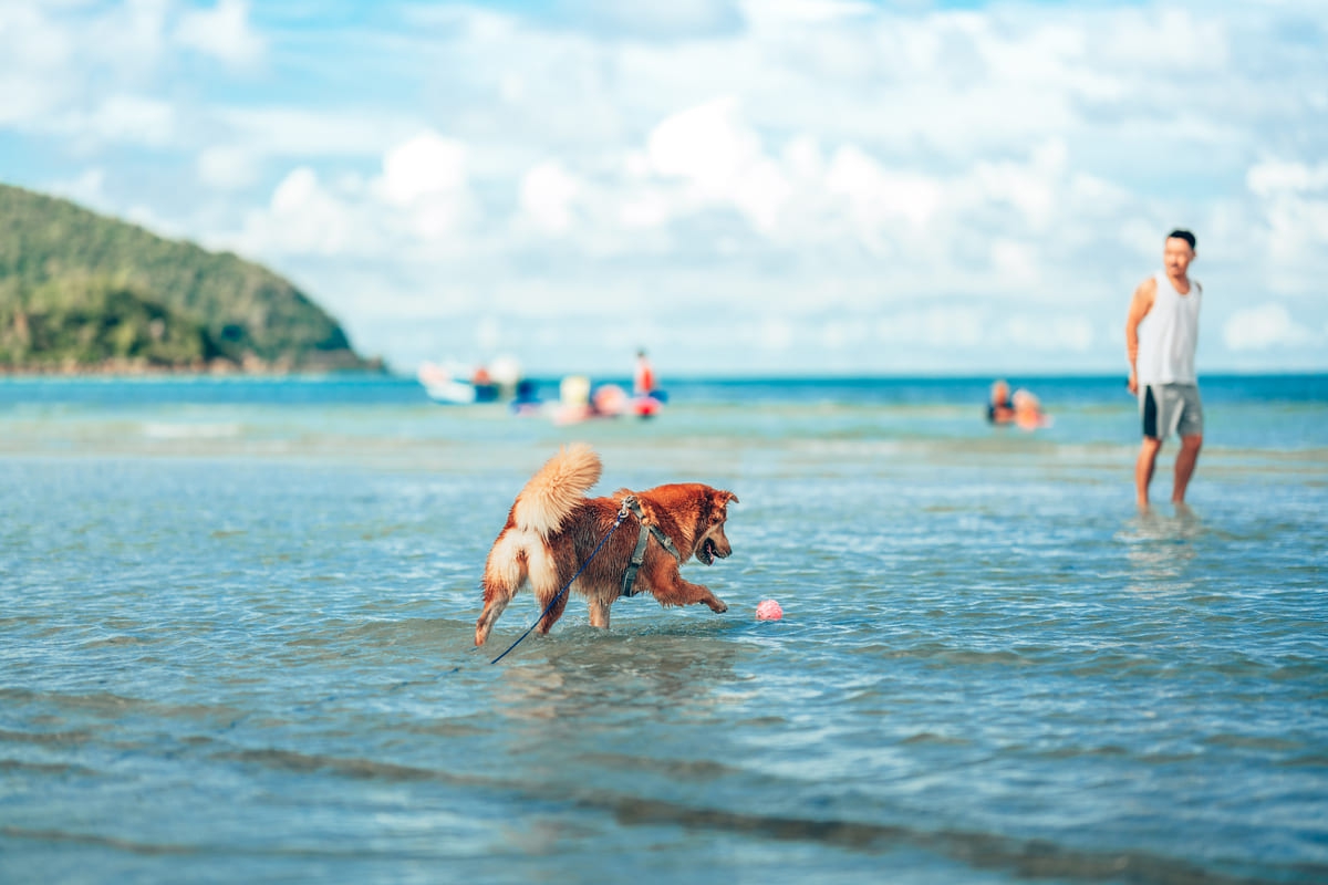 Evcil Hayvan Dostu Havuzlu Villalar ile Ailece Tatil